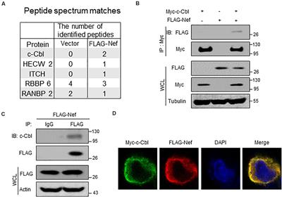 Ubiquitin E3 Ligase c-Cbl Is a Host Negative Regulator of Nef Protein of HIV-1